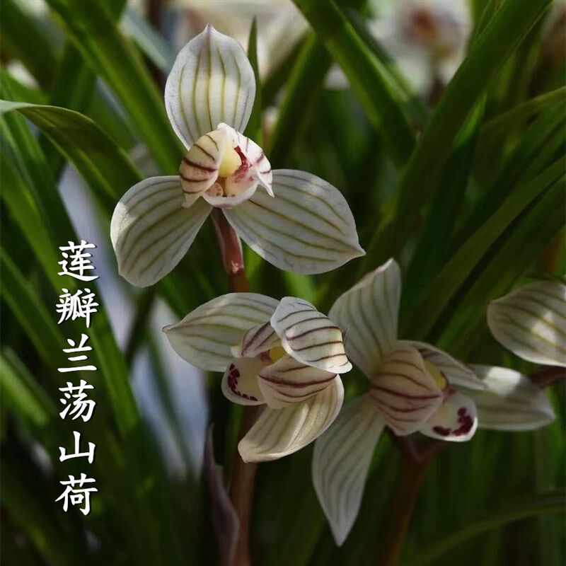 兰花苗莲瓣兰红艳荡荷碧龙玉素倚天奇蝶室内盆栽浓香