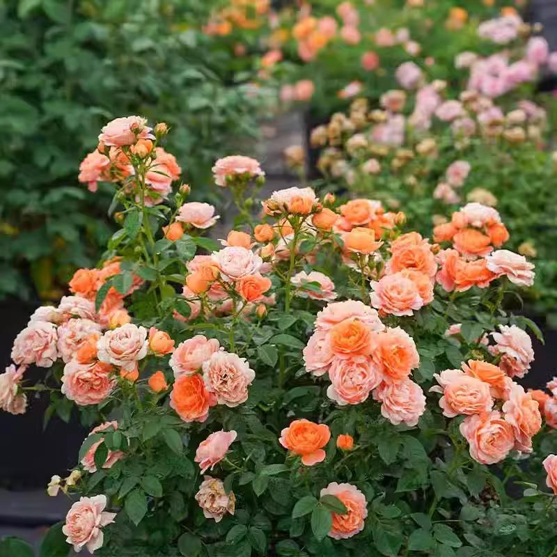 果汁阳台月季棒棒糖树桩伊芙真宙蔷薇浓香四季开花爬藤玫瑰花盆栽