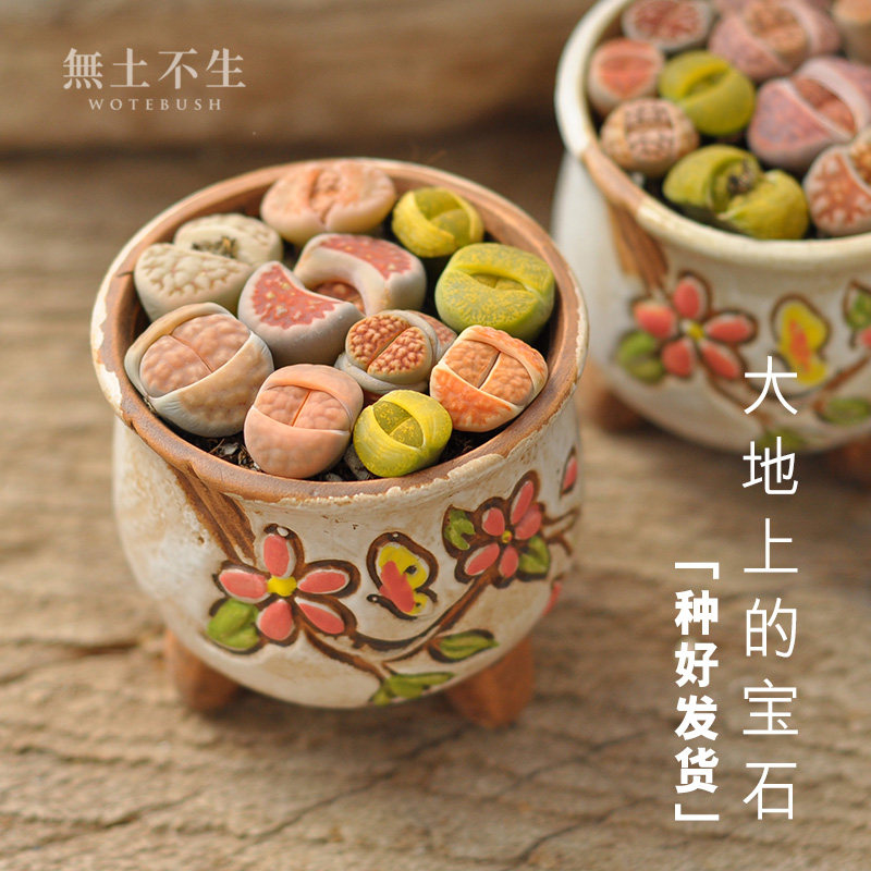 生石花多肉植物盆土石头花盆栽屁股花栽好石生花组合餐