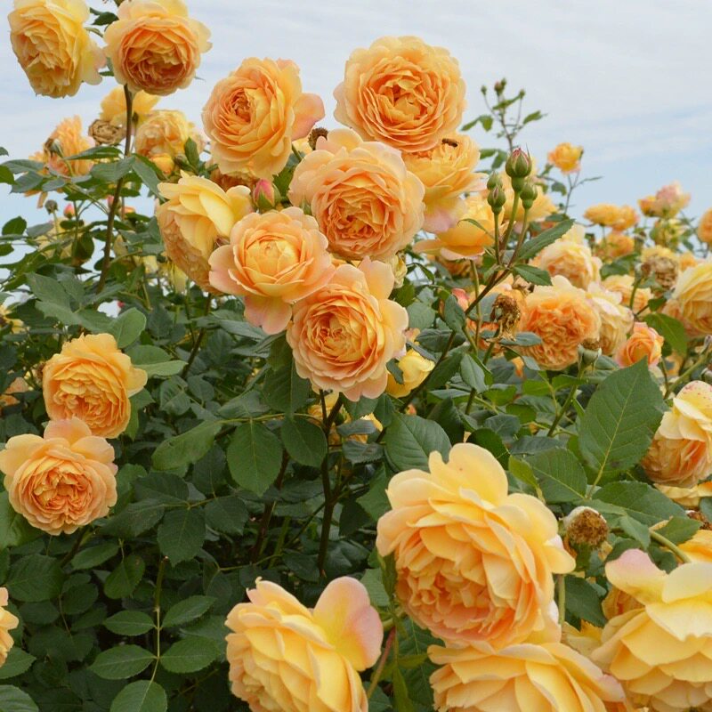 黄金庆藤本月季花苗特花浓香四季蔷薇庭院爬藤花卉蔷薇花苗
