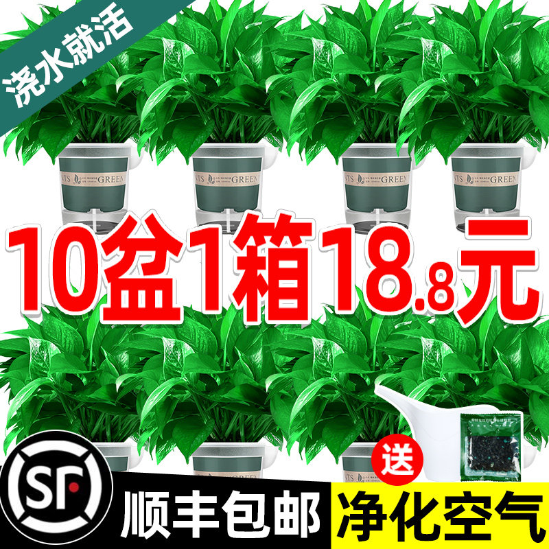 除甲醛绿萝盆栽植物室内净化空气花卉绿罗新房吸异味绿箩绿植