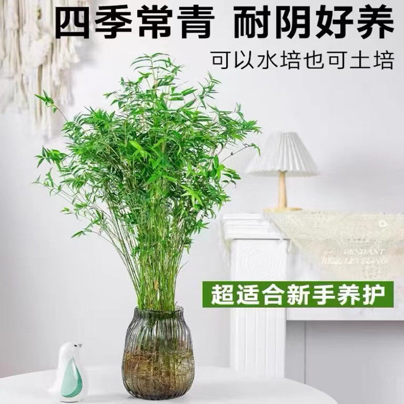 水培植物米竹盆栽室内办公室富贵竹绿植小叶百合竹子耐阴四季好养