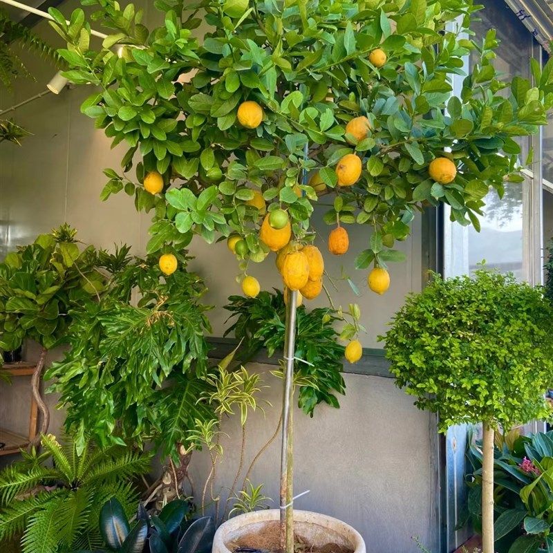 香水柠檬树盆栽大型绿植室内客厅盆栽高杆棒棒糖植物四季开花结果