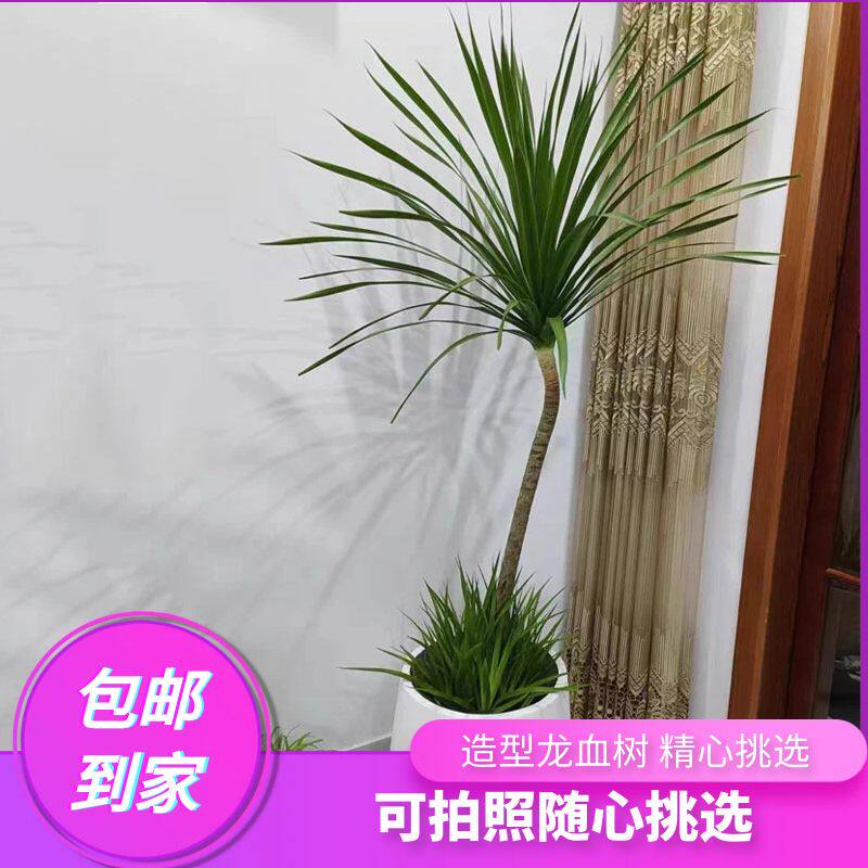 龙血树盆栽室内客厅大型须绿植办公室外花卉植物庭院盆景空气净化