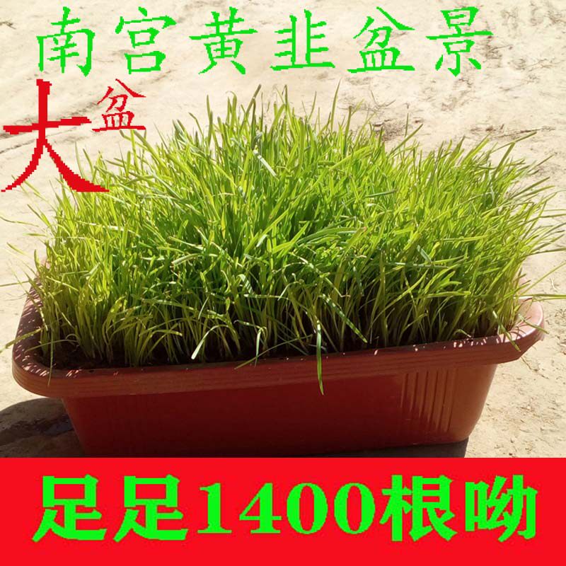 黄韭盆景南宫特产绿植盆栽好养易活客厅室内韭菜种根现挖韭菜根苗