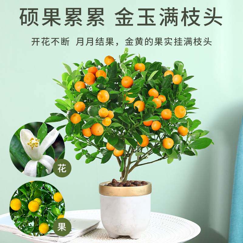 四季金桔树苗盆栽客厅招财植物室内花卉绿植小橘子庭院盆景好养活