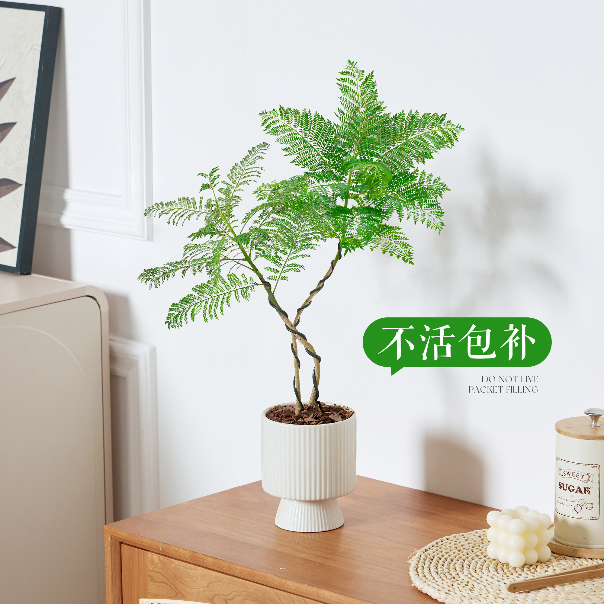 蓝花楹绿植盆栽室内办公室桌面花卉植物适合懒人养的真花易活四季
