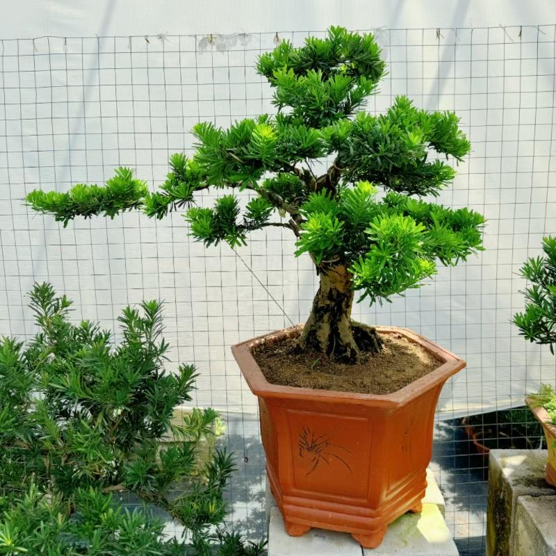 迎客松盆景真树盆景一物一拍大型植物室外老桩绿植盆栽雀舌罗汉松