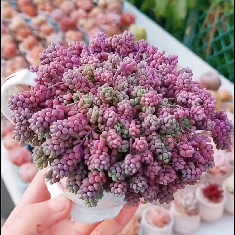 易爆盆好养活大姬星美人趣味多肉植物办公室内花卉盆栽阳台防辐射
