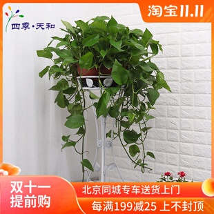 长垂吊植物室内净化空气绿植 花架子 只售北京 特大绿萝盆栽