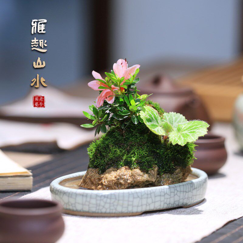 附石盆景山野草创意桌面假山水培盆栽好养杜鹃花卉绿植茶室小植物