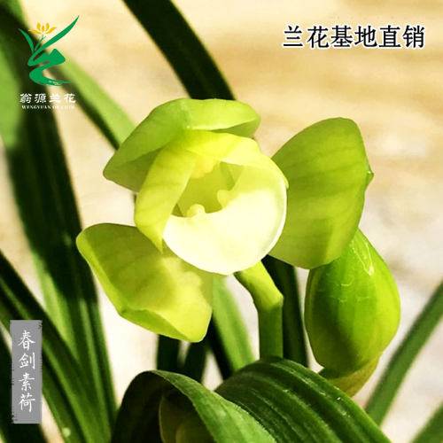 喜花里兰花苗老种春剑素荷带花浓香高端铭品好养室内绿植花卉盆栽