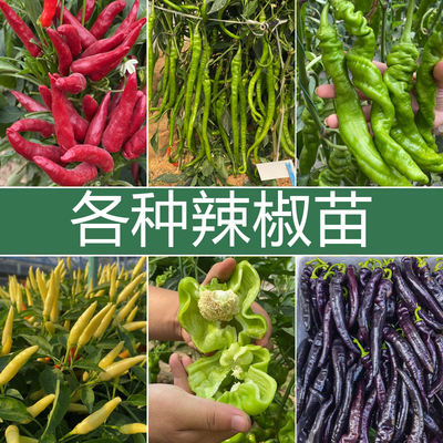 辣椒种子苗秧各种寿光好苗朝天椒菜苗小米椒小米辣四季蔬菜种籽孑