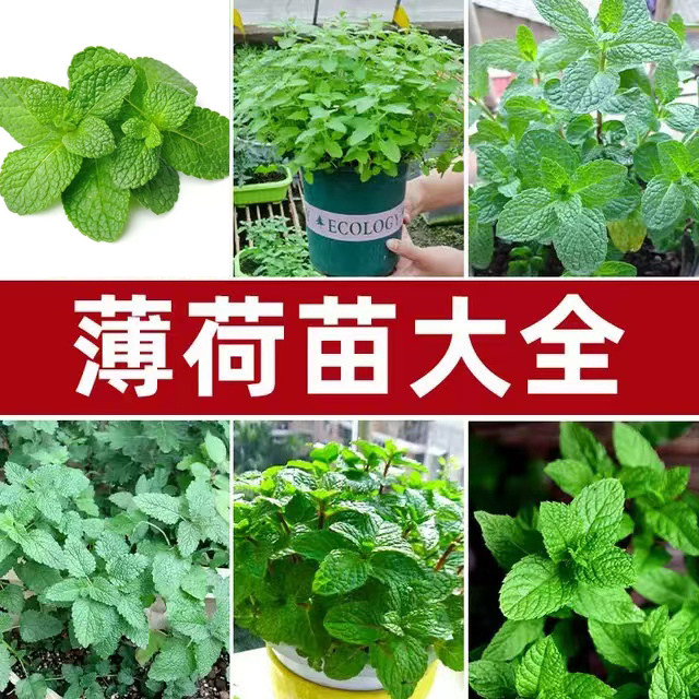 各种香草苗留兰香柠檬薄荷藿香艾草薰衣草迷迭香种苗四季栽种耐寒
