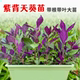 紫背天葵种子种籽苗红背菜紫四季 孑蔬菜观音菜苗白血皮菜补血菜籽