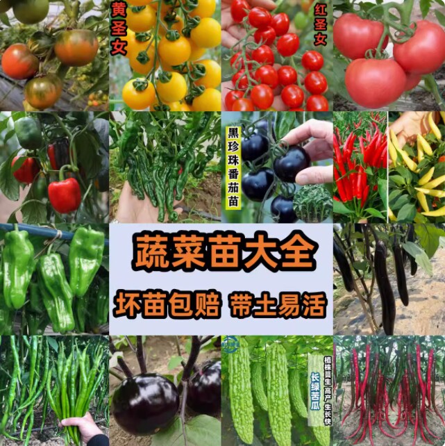 春季优质好苗蔬菜苗大全小番茄辣椒茄子西瓜黄瓜秋葵西瓜甜瓜空心