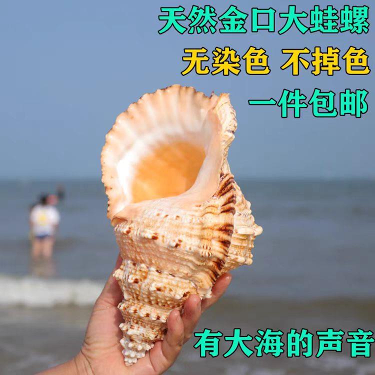 天然海螺金口蛙螺摆件超大海螺壳贝壳工艺品鱼缸造景听大海的声音
