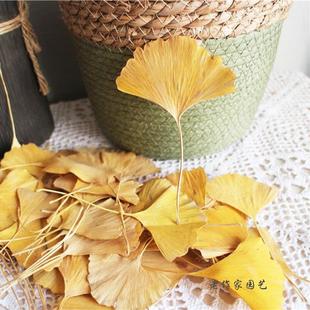 真树叶银杏叶植物标本叶片合集押花花束材料幼儿园手工桌面道具