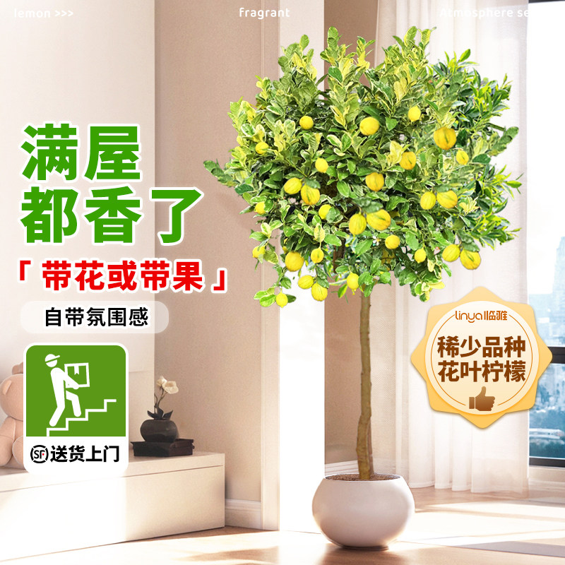 花叶柠檬树盆栽室内客厅大型花盆绿植带果真树苗阳台四季好养花卉