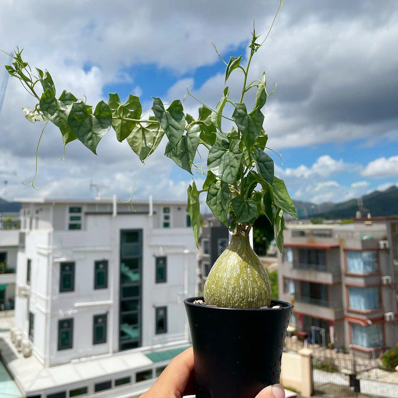 银叶睡布袋 葫芦科 球状块根实生 趣味爬藤多肉植物盆栽