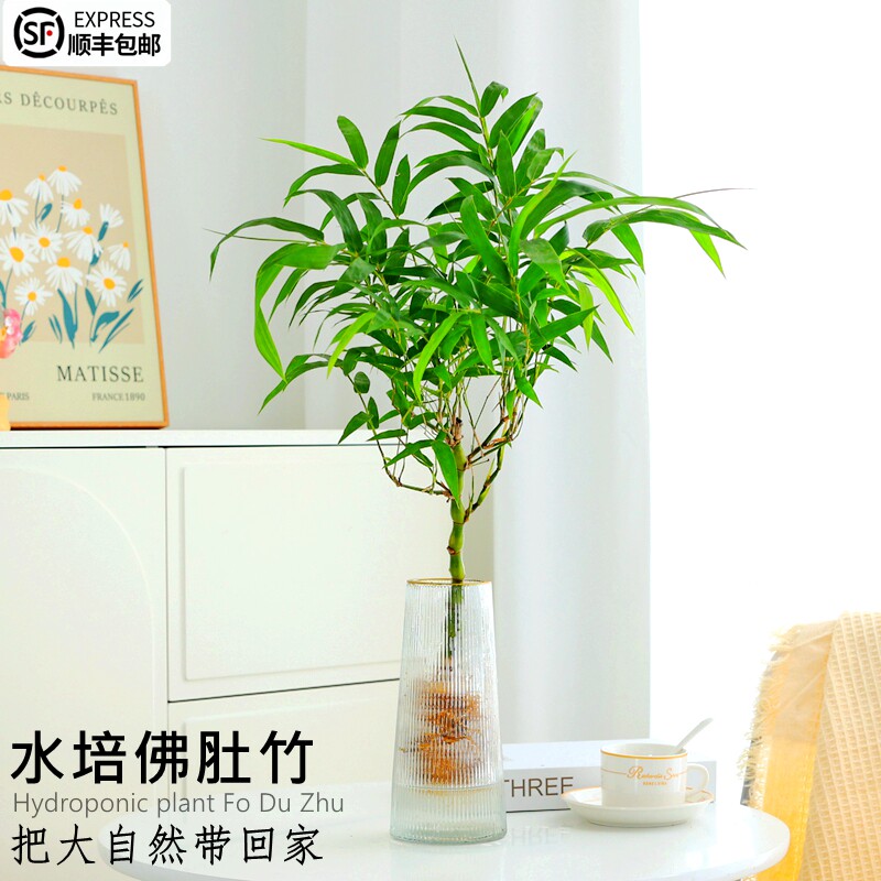 水培佛肚竹老桩盆景罗汉竹盆栽室内桌面好养耐阴植物观赏竹子绿植