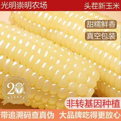 光明农场白糯玉米真空装甜苞米低脂软糯香甜拉丝即食早餐粗粮代餐