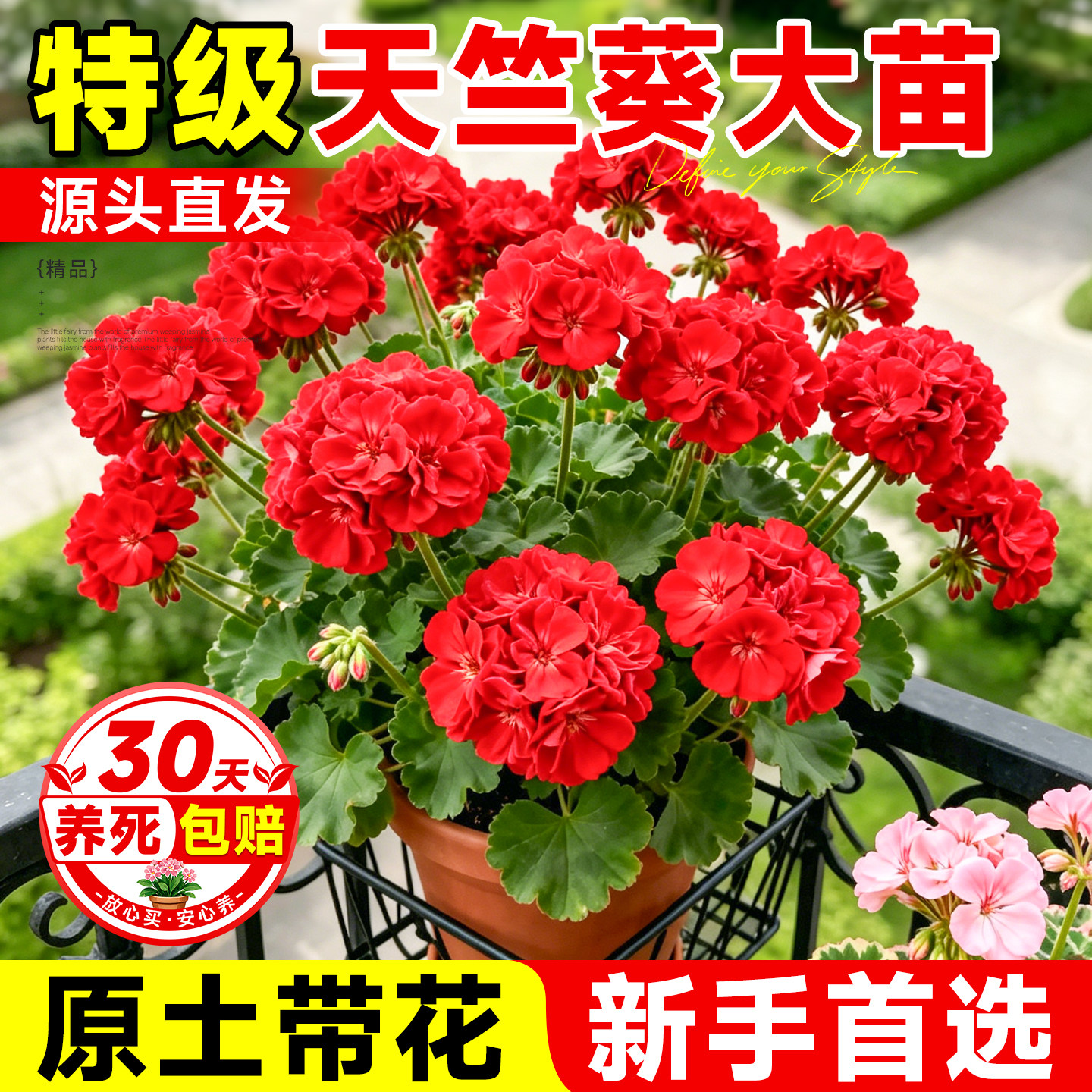 天竺葵带花苞发货盆栽花苗重瓣天竺葵垂吊玫瑰月季四季开花大花苗