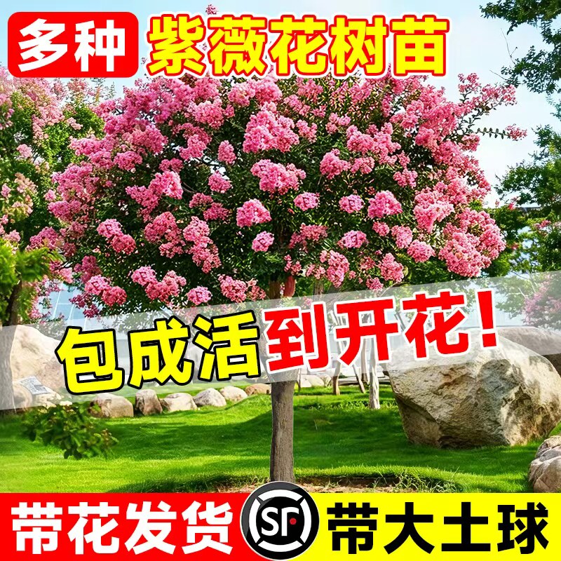 紫薇花树苗庭院大型老桩别墅室外道路绿化植物百日红花卉风景大树