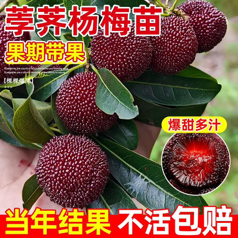 荸荠杨梅树苗杨梅果树苗正宗嫁接宁波荸荠杨梅苗南北方种植结果苗图片
