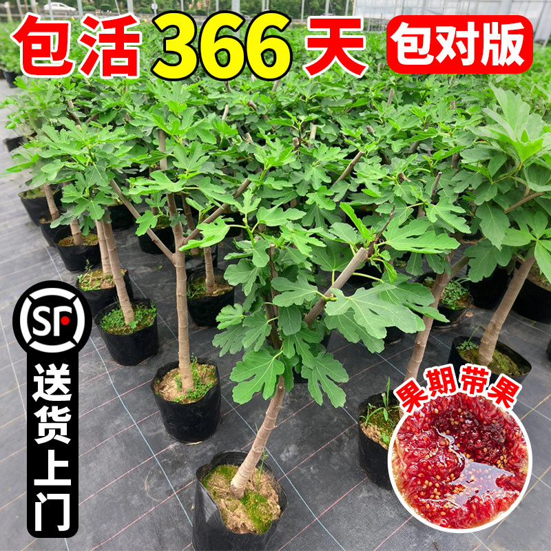 无花果树果苗特大果盆栽树苗南方北方矮化老桩波姬红庭院四季果树图片