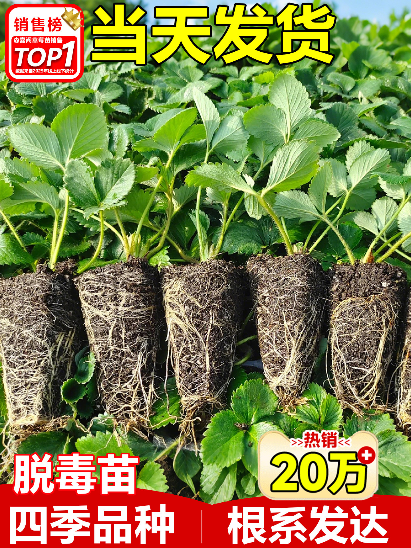 草莓苗秧四季结果盆栽种子穴盘苗奶油特大号优质批发玄玉红颜隋珠