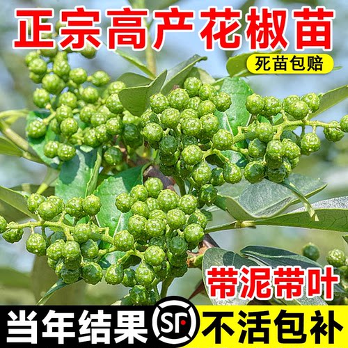 正宗四川汉源藤椒树苗青花椒椒无刺花椒绿花椒麻椒树苗南北方种植