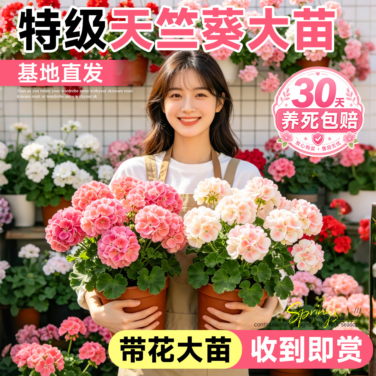 天竺葵带花苞发货盆栽花苗重瓣四季开花大花苗天竺葵垂吊玫瑰月季