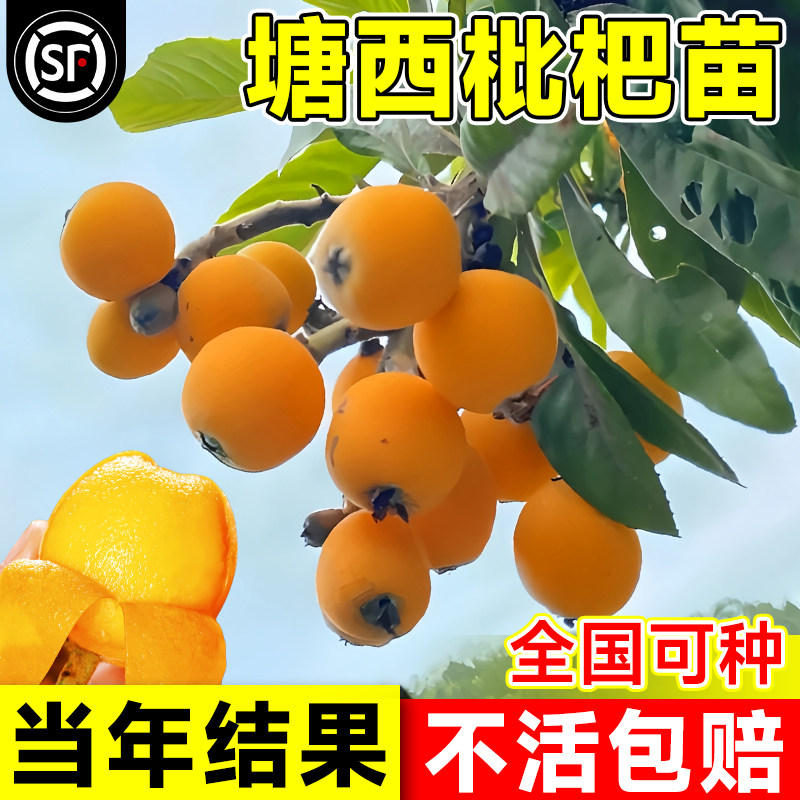 塘栖枇杷苗南北方耐寒白枇杷树图片