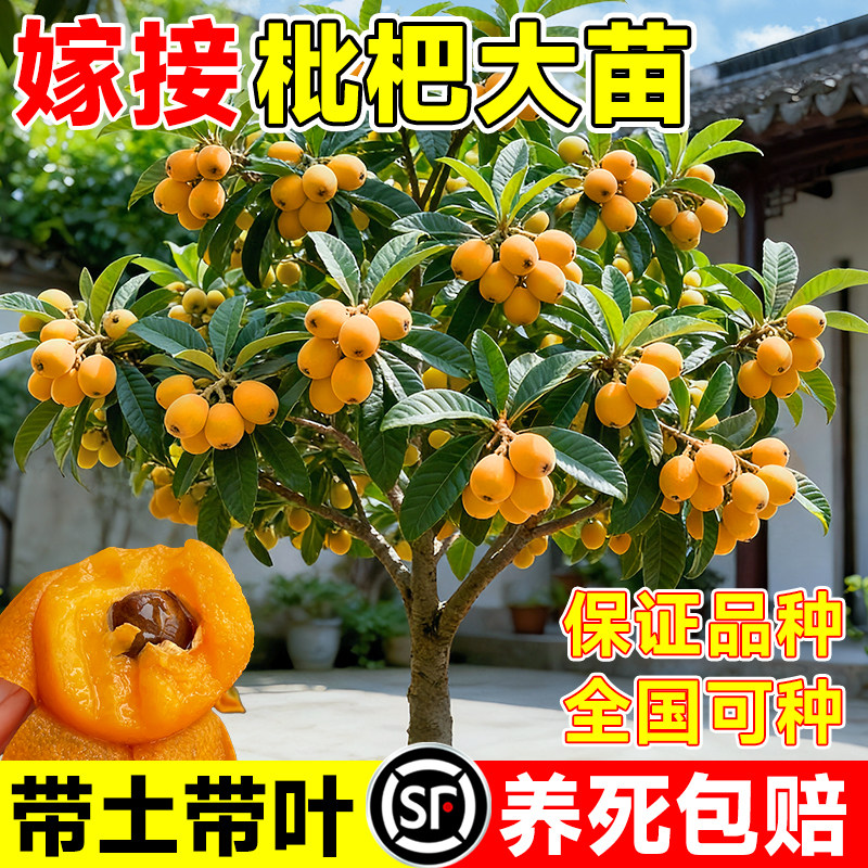 枇杷果苗无核砂糖枇杷苗无核图片