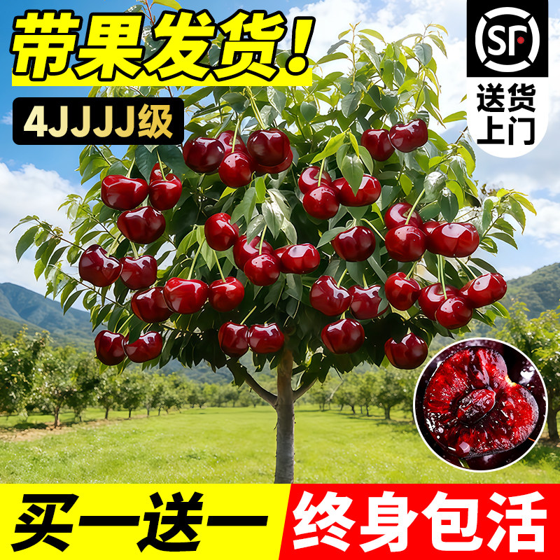 车厘子树苗正宗樱桃树带土球果树图片