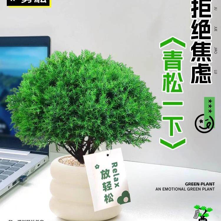 雾凇放青松绿植物放轻松办公室桌面工位绿植室内解压懒人雾松盆栽