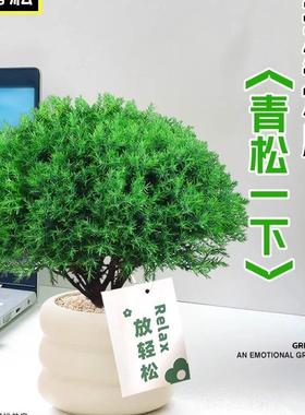 雾凇放青松绿植物放轻松办公室桌面工位绿植室内解压懒人雾松盆栽