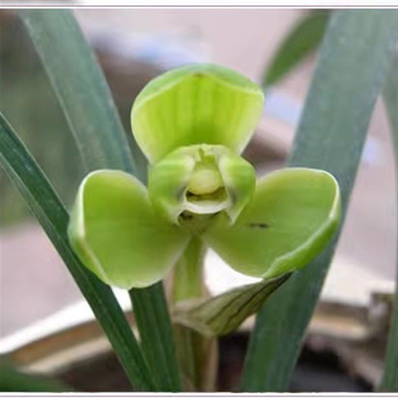 兰花苗春兰老八种宋梅翠盖大富贵汪子绿瑛 集园浓香花苞绿植室内