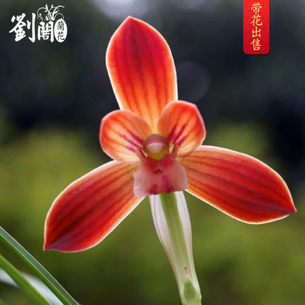 刘阁蚕豆瓣兰荷瓣精品 红河红 现带浓香花苞出售兰花苗花卉盆栽