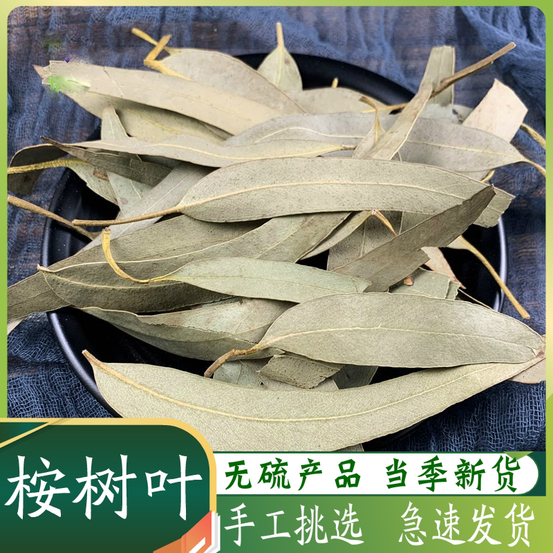桉树叶新鲜新货大叶桉 小桉叶 尤加利叶 按树叶 500克 药材干货