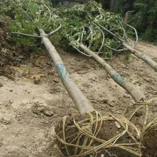 枫杨树苗公园绿化行道树枫杨树庭院别墅公园厂区遮阴树乡土公路种