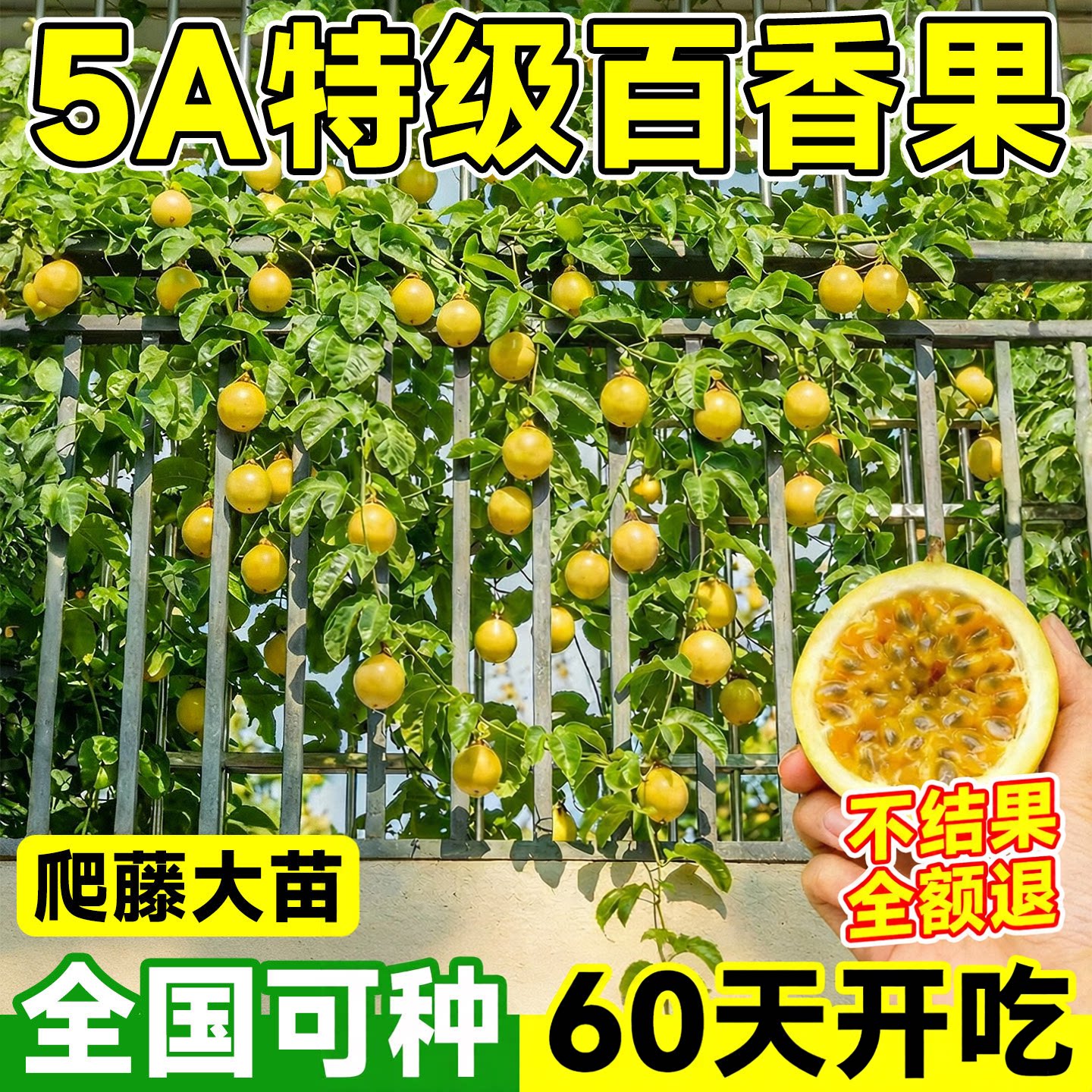 百香果树苗黄金果9号四季结果图片