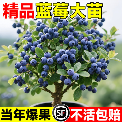 特大耐寒蓝莓苗当年果盆栽地栽