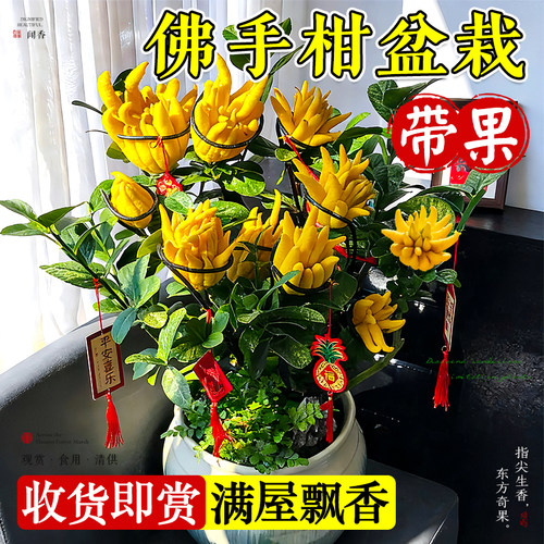佛手柑树苗盆栽带果室内阳台庭院