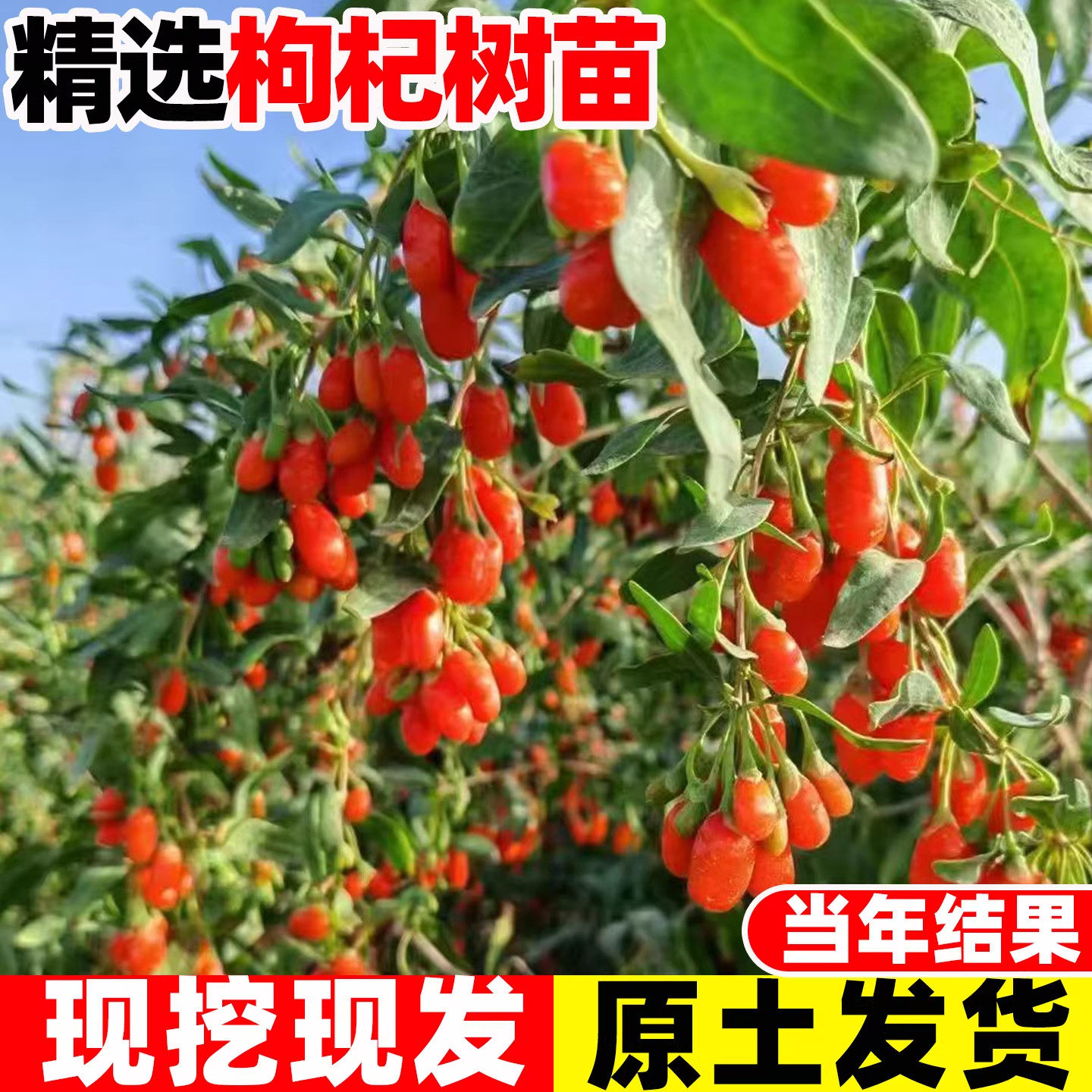 宁夏枸杞子树苗盆栽种植南图片