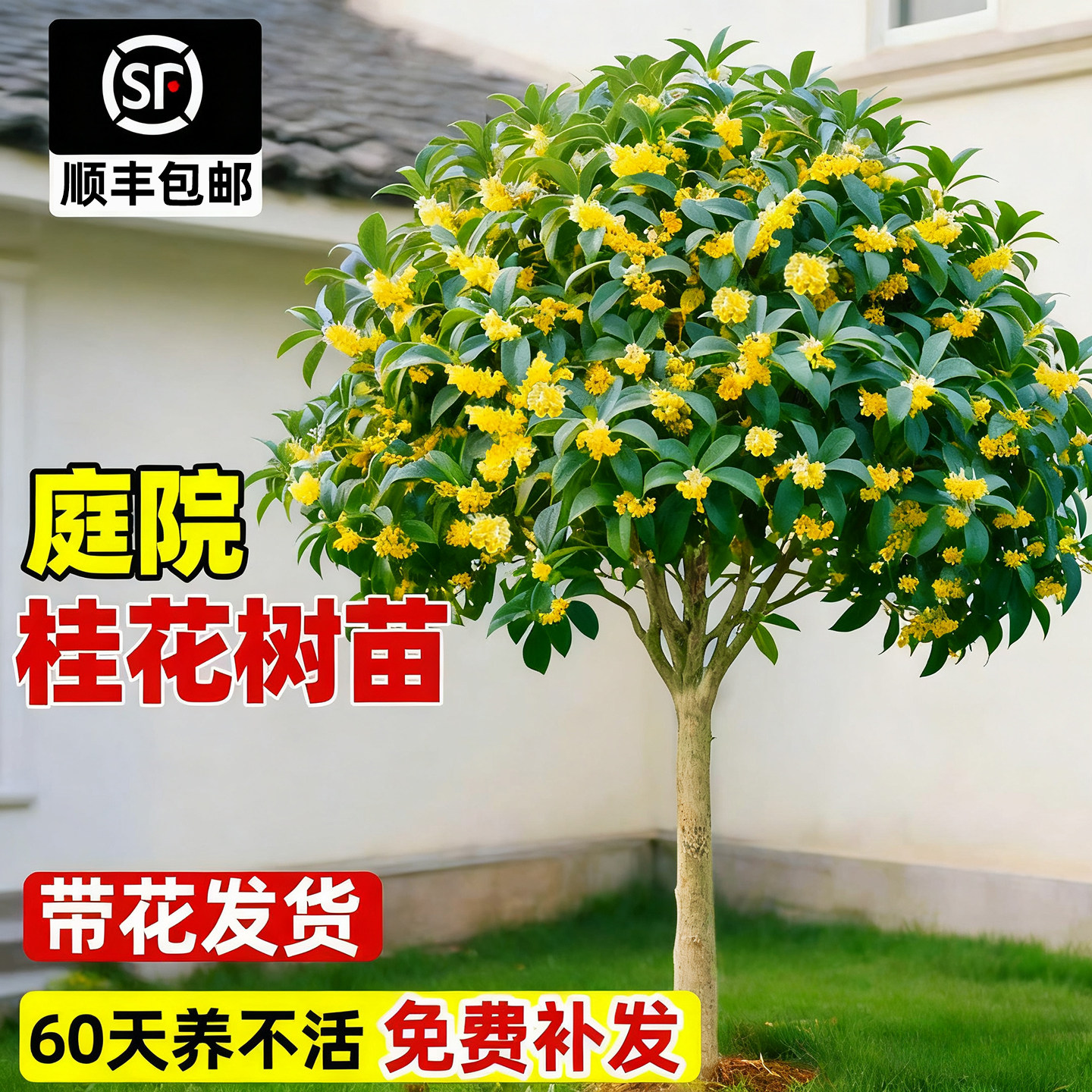 四季桂花树苗庭院别墅南北可种图片