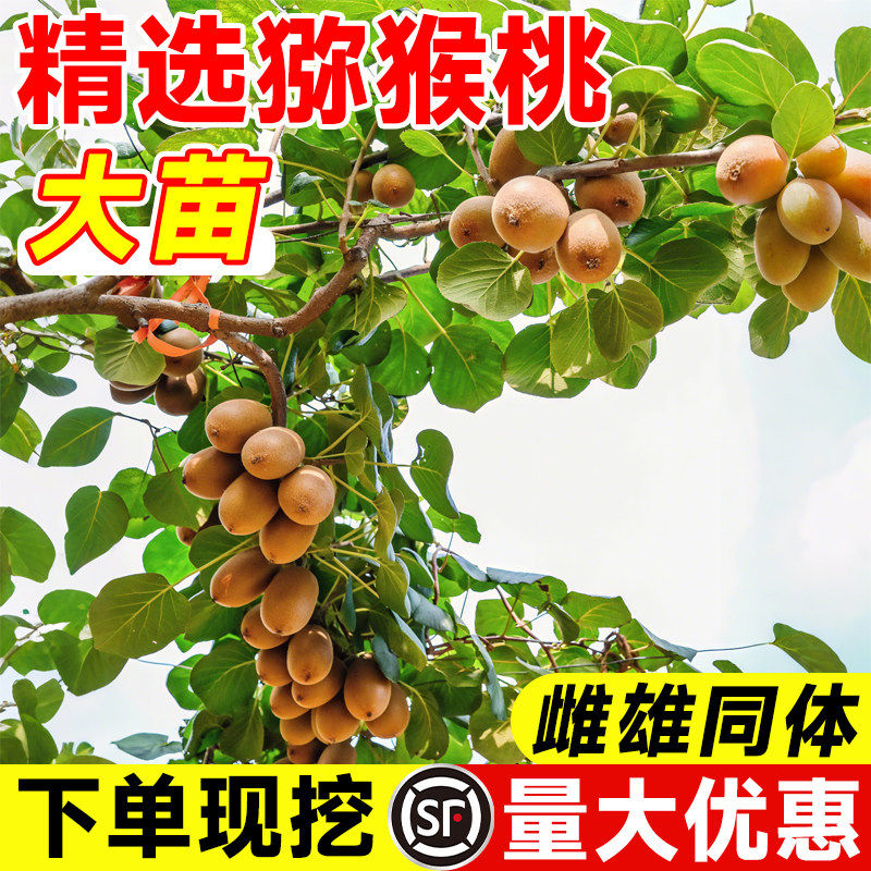 猕猴桃树果苗公母同株红心图片