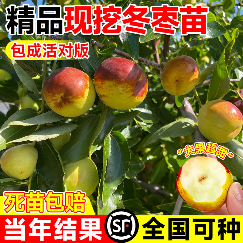 枣树活苗超甜冬枣树苗图片