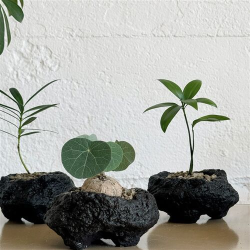 植物私生活 棕榈蕨松柏多肉迷你黑石办公桌茶几懒人情Z绪植物盆栽